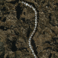 Luster Bracelet